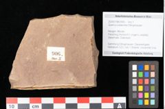 Foto (Objekt + Etikett) von Quercus palaeoilex Ettingshausen (NHMW-GEO-2024-0188-0906)